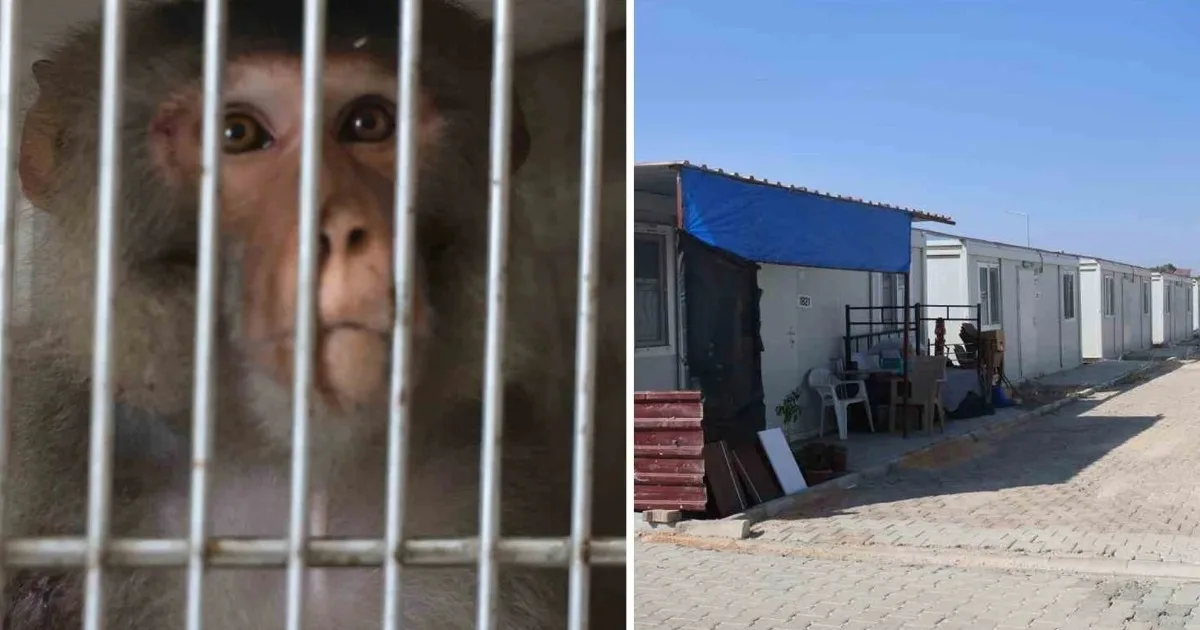 Hatay'da Konteyner Kente Giren Maymun Vatandaşı Isırdı