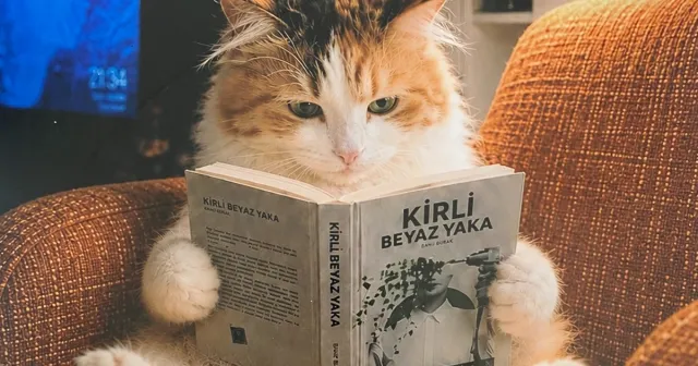 Kedi