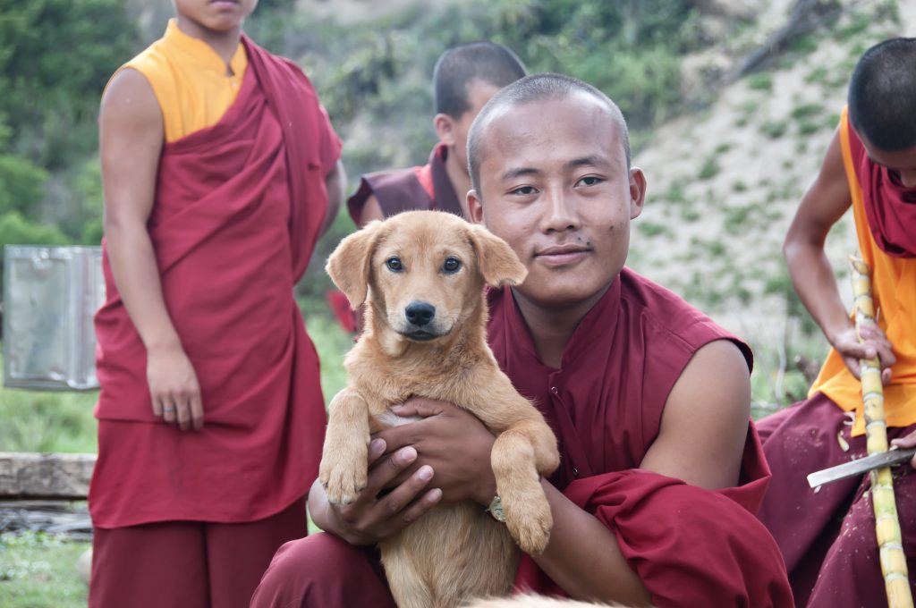 Dünyada bir ilk! Bhutan'daki tüm köpekler kısırlaştırıldı