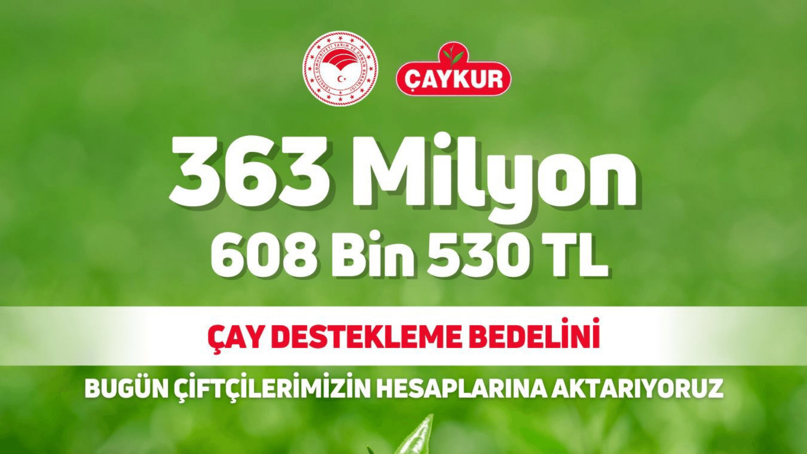 Çay üreticilerine 363,6 milyon lira destek ödemesi bugün yapılacak