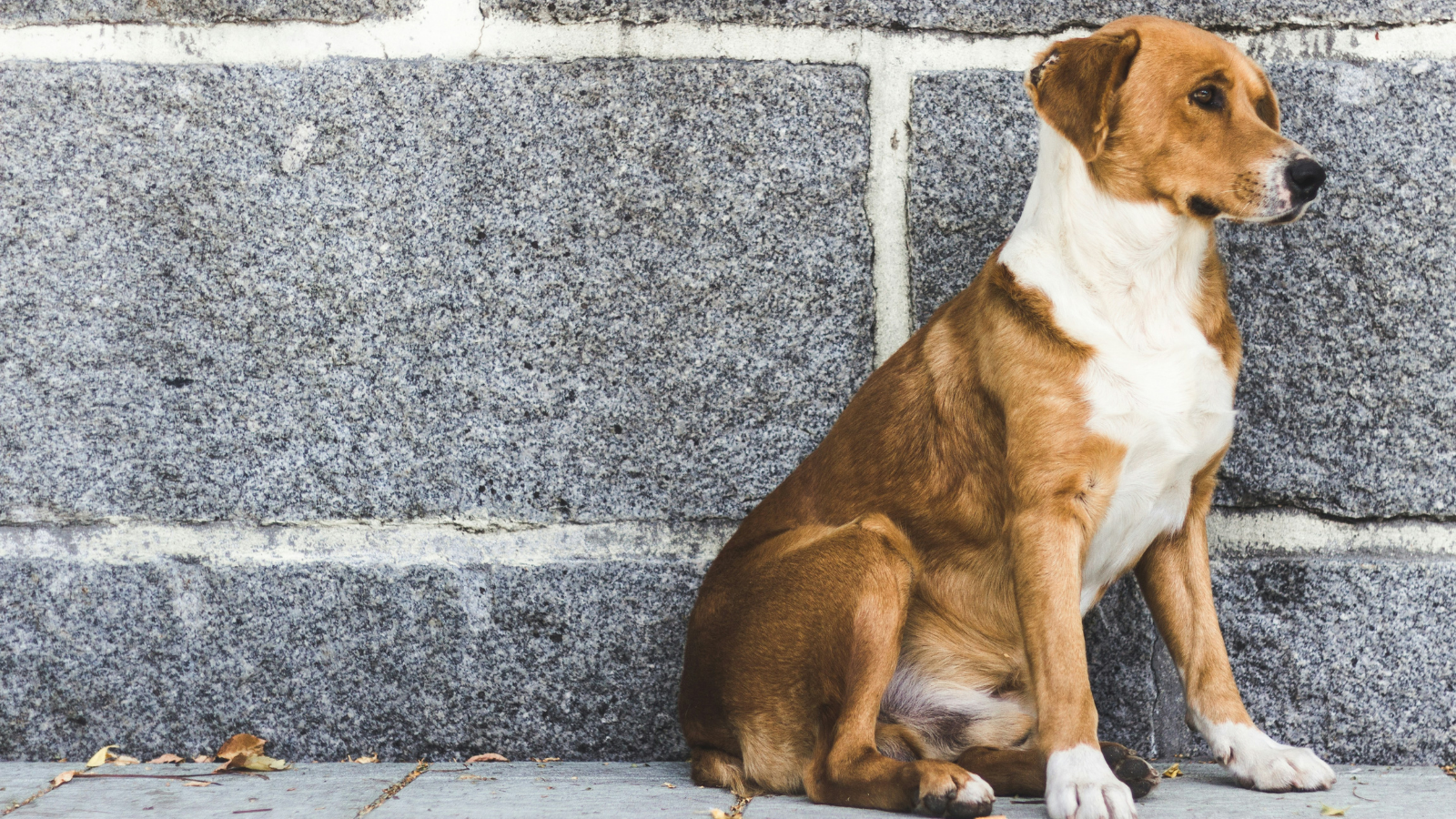 Köpek yoldaşlarımızla birlikte yerelleşmeci bir siyasetin temellerini atabilir miyiz?