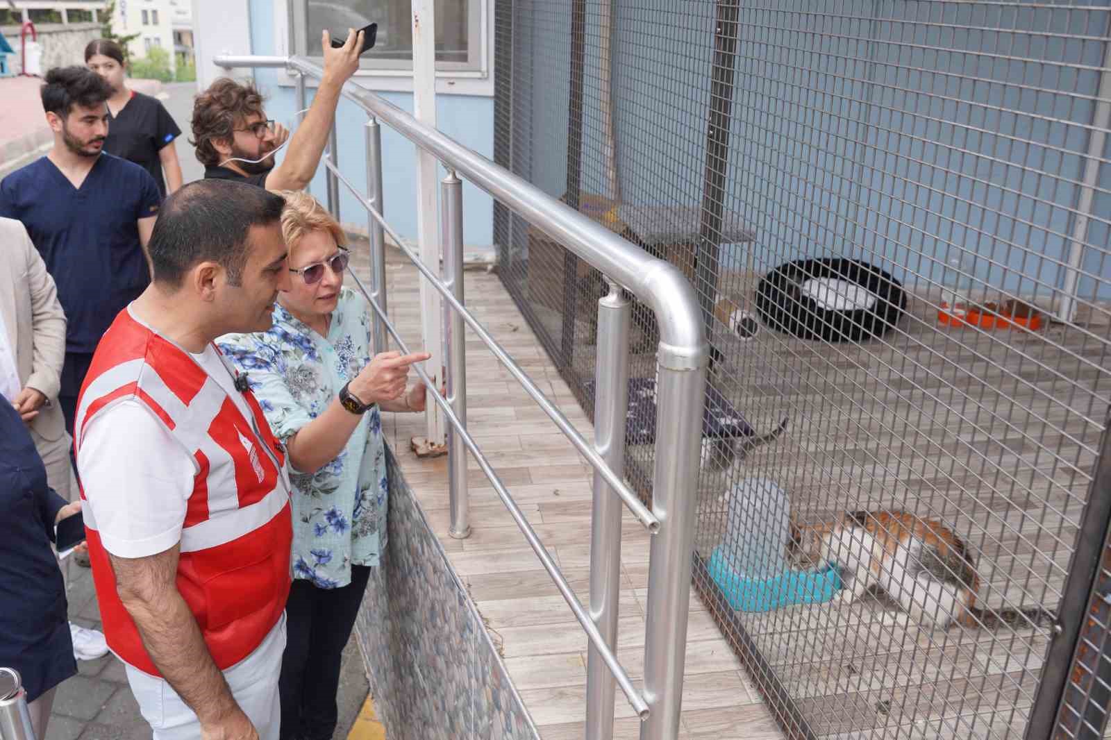 Beyoğlu Belediyesi sokak hayvanları için kahve zinciri ile anlaştı