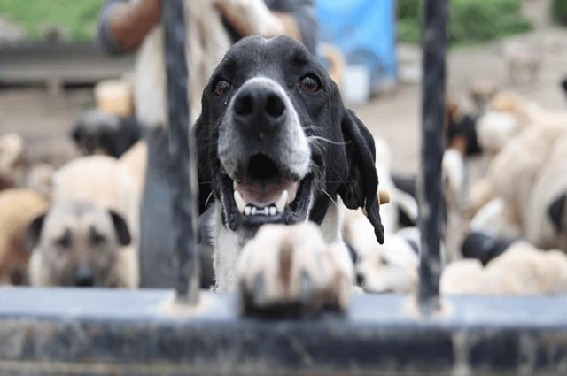 Influencerlara not: Bu kafayla bütün köpekleri öldürteceksiniz