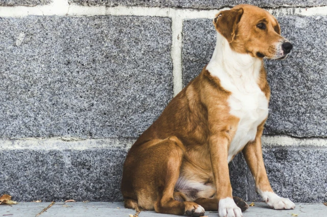 Köpek yoldaşlarımızla birlikte yerelleşmeci bir siyasetin temellerini atabilir miyiz?