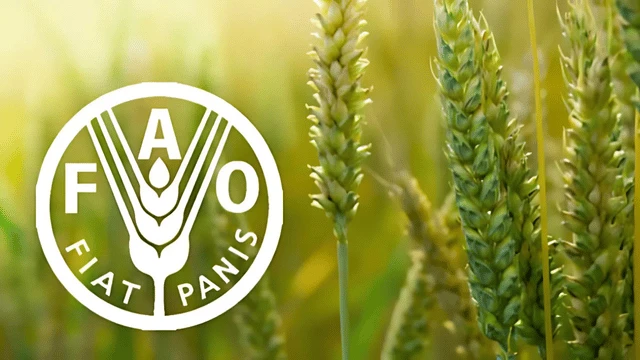 FAO: Küresel gıda fiyatları 2024'ü, 2023'ün altında tamamladı