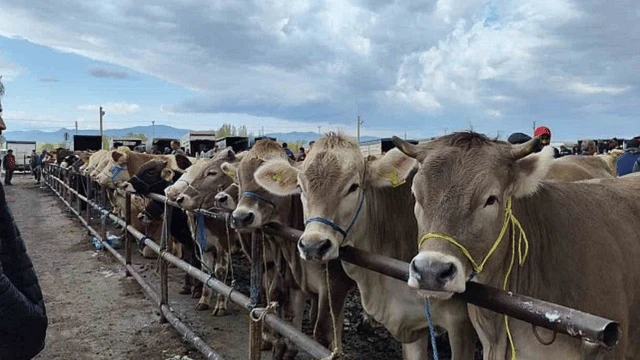 Şap hastalığı nedeniyle Çorum'dan sonra Yozgat'ta da canlı hayvan pazarları kapatıldı