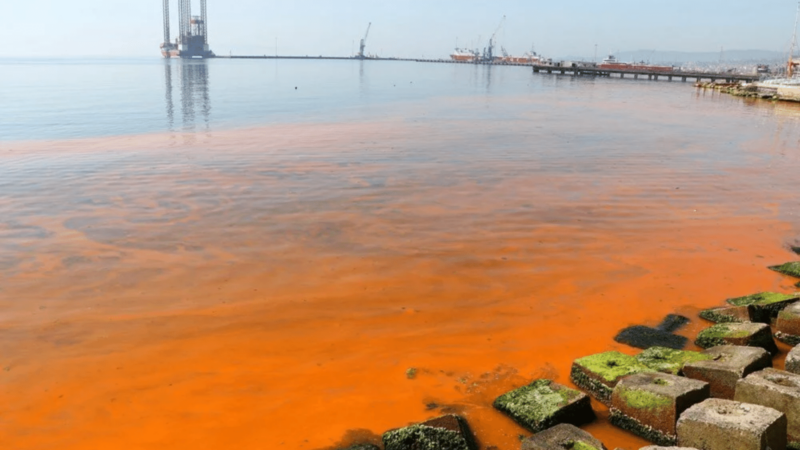 Marmara Denizi’nde turuncu renk ve denizanası sayısında artış