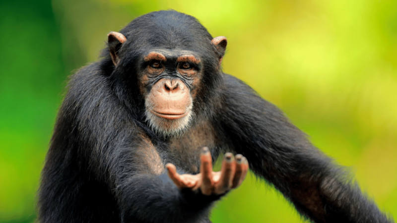 Şempanzelerden öğrenebileceklerimiz…