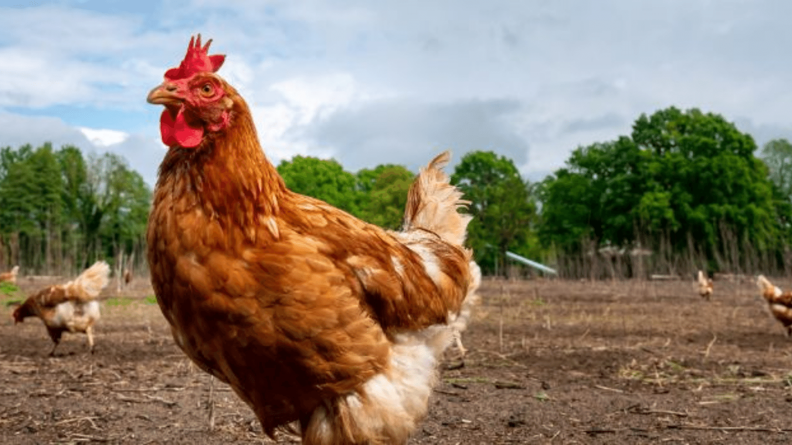 TÜİK verileri: Tavuk eti üretimi nisanda azaldı