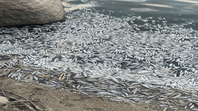 Bursa’da çaydaki balık ölümleriyle ilgili inceleme başlatıldı